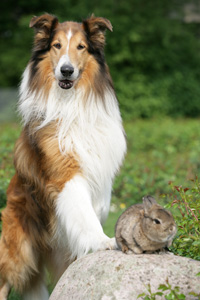 Выставка собак и домашних животных в Дортмунде - Hund und Heimtier